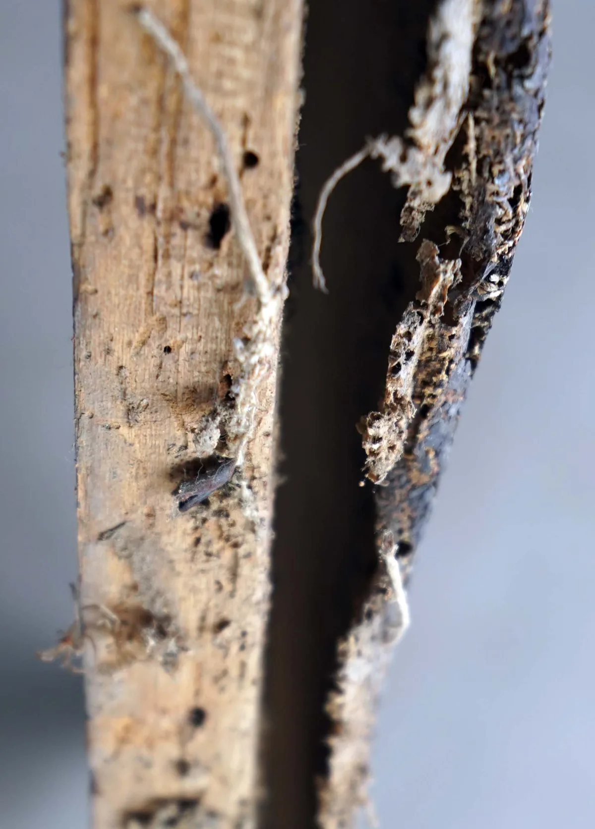Close-up of active woodworm damage in the painting's original wooden stretcher